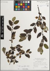 Foto von Salix myrsinifolia Salisb.
